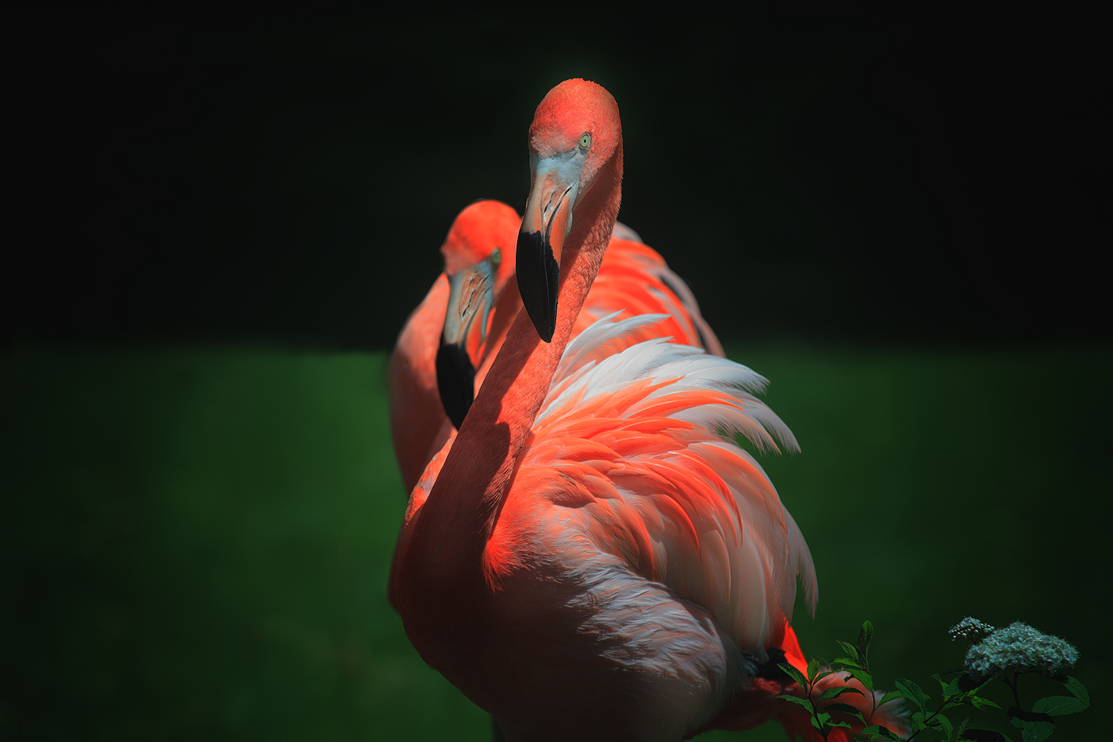 Orange Flamingos | Shutterbug